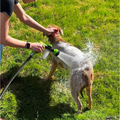 HydroClean Pro™ Dog Washer- Wash Your Dog in Minutes